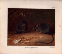 The Black Alexandrine Rat Rare Limited-Edition Coloured Antique Print-78.