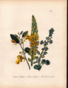 Jane Loudon Wildflower Rare 165-Yr-Old Antique Gilt-Edged Illustration-21.