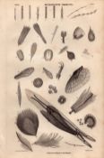 Microscopic Objects Marine Sea Life Antique 154 Yrs-Old Steel Engraving -2.