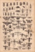The Victorian World Of Insects Species Antique Oliver Goldsmith Engraving XXVII.