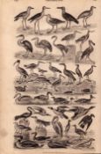 Ornithology Study of Birds 44 Illustrations Antique 154 Yrs-Old Steel Engraving -15.