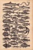 Fish Family 37 Victorian Species Antique Oliver Goldsmith Engraving -XXII.