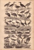 Victorian Birds 40 Species Antique Oliver Goldsmith Engravings XIX.