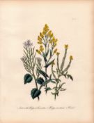 Jane Loudon Wildflower Rare 165-Yr-Old Antique Gilt-Edged Illustration-11