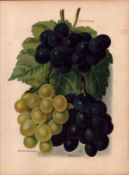 Grapes Sweetwater Hamburgh Etc Fruit Antique Mary Rivers Illustration-3.
