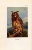 Eagle Owl Coloured Archibald Thorburn 98-Year-Old Bird Print-72.