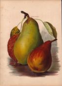 Pears Selection 1891-1894 Antique Mary Rivers Fruit Illustration-16.