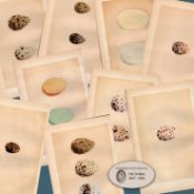 Job Lot 8 Antique 149 Years-Old 1875 Engravings Rev Morris Bird Eggs Set-C.