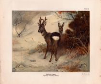 The Roe Deer Rare Limited-Edition Antique JG Millais Print-15.