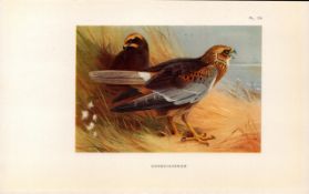 Marsh-Harrier Coloured Archibald Thorburn 98-Year-Old Bird Print-73.