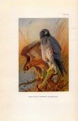 Montague’s Harrier Coloured Archibald Thorburn 98-Year-Old Bird Print-75.