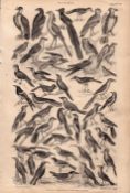 Victorian Birds 49 Species Antique Oliver Goldsmith Engravings XVI.