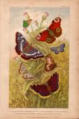 The Butterfly Family 7 Species Antique Hand Coloured Oliver Goldsmith Engraving -36.