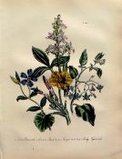 Rare 165-Yr-Old Antique Wildflower Gilt-Edged Illustration Jane Webb Loudon-45.