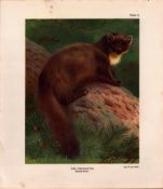 The Pine-Marten Rare Limited-Edition Coloured J.G. Millais, Antique Print-94.