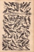 Victorian Birds 50 Species Antique Oliver Goldsmith Engravings XVII.
