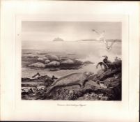 Common Seals Basking Rare Limited-Edition J.G. Millais Antique Print-40.