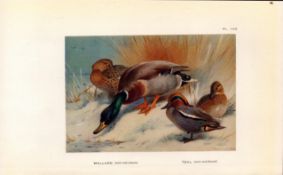 Mallard & Teal Coloured Archibald Thorburn 98-Year-Old Bird Print-105.