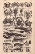 Crustacea Lobsters, Crayfish, Prawns, Crabs, Shrimps, Antique Steel Engraving -8.