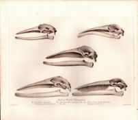 Whale Skulls Selection Rare Limited-Edition Antique Print-10.