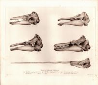 Whale Skulls & Teeth Selection Rare Limited-Edition Antique Print-9.