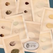 Job Lot 9 Antique 149 Years-Old 1875 Engravings Rev Morris Bird Eggs Set-E.