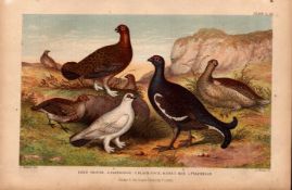 Partridge, Grouse, Grey Hen, 5 Species Antique Goldsmith Engraving -24.