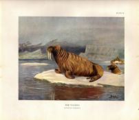 The Walrus Resting Rare Limited-Edition Coloured J.G. Millais, Antique Print-48.