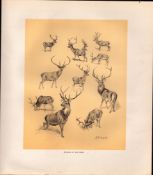 Studies of Red Deer Rare Limited-Edition Antique JG Millais Print-18.