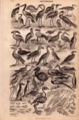 Ornithology Study of Birds 60 Illustrations Antique 154 Yrs-Old Steel Engraving -13.