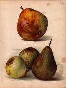 Pears Selection 1891-1894 Antique Mary Rivers Fruit Illustration-26.