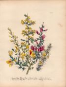 Jane Loudon Wildflower Rare 165-Yr-Old Antique Gilt-Edged Illustration-26.