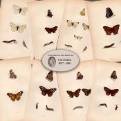 Collection of 8 Antique 129 Years-Old Rev Morris Butterflies Woodblock Engravings-2.