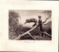 The Polecat Watching The Woods Rare Limited-Edition Antique Print-93.