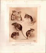 Varieties & Sub Species The Mouse Rare Limited-Edition J.G. Millais Antique Print-81.