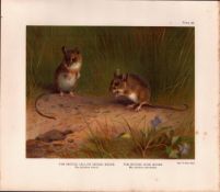 The Harvest Mouse Rare Limited-Edition Coloured J.G. Millais Antique Print-83.