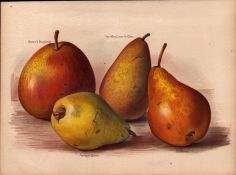 Pears Selection 1891-1894 Antique Mary Rivers Fruit Illustration-15.