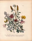 Jane Loudon Wildflower Rare 165-Yr-Old Antique Gilt-Edged Illustration-28.