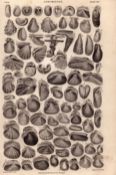 Conchology-80 Illustrations Sea Shells Antique 154 Yrs-Old Steel Engraving -3.