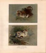 Studies of The Mountain Hare Rare Limited-Edition Antique JG Millais Print-31.