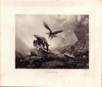 The Eagle & Hare Natural Enemies Rare Limited-Edition Antique JG Millais Print-29.