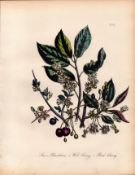 Jane Loudon Wildflower Rare 165-Yr-Old Antique Gilt-Edged Illustration-31.