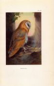 Barn-Owl Coloured Archibald Thorburn 98-Year-Old Bird Print-65.