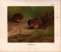 The Orkney Vole Rare Limited-Edition Coloured J.G. Millais, Antique Print-75.