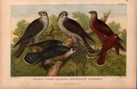 Falcon, Goshawk, Kite, Kestrel Antique Coloured Oliver Goldsmith Engraving -20.
