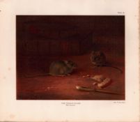 The Common Mouse Rare Limited-Edition Coloured J.G. Millais Antique Print-80.