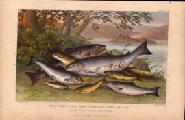 Salmon & Trout 9 Species Antique Hand Coloured Oliver Goldsmith Engraving -33.