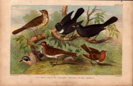 Thrush, Blackbird, Lark, Redbreast 5 Species Antique Engraving -26.