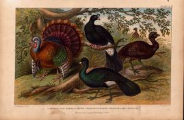American Wild Turkey, Curassow, 4 Species Antique Goldsmith Engraving -23.