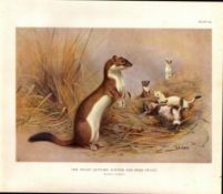 The Irish Stoat Autumn & Winter Rare Limited-Edition J.G. Millais, Antique Print-89.